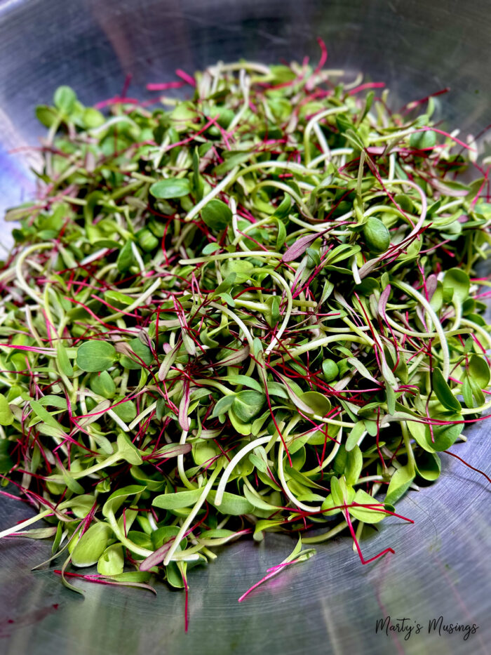 Microgreens in bowl