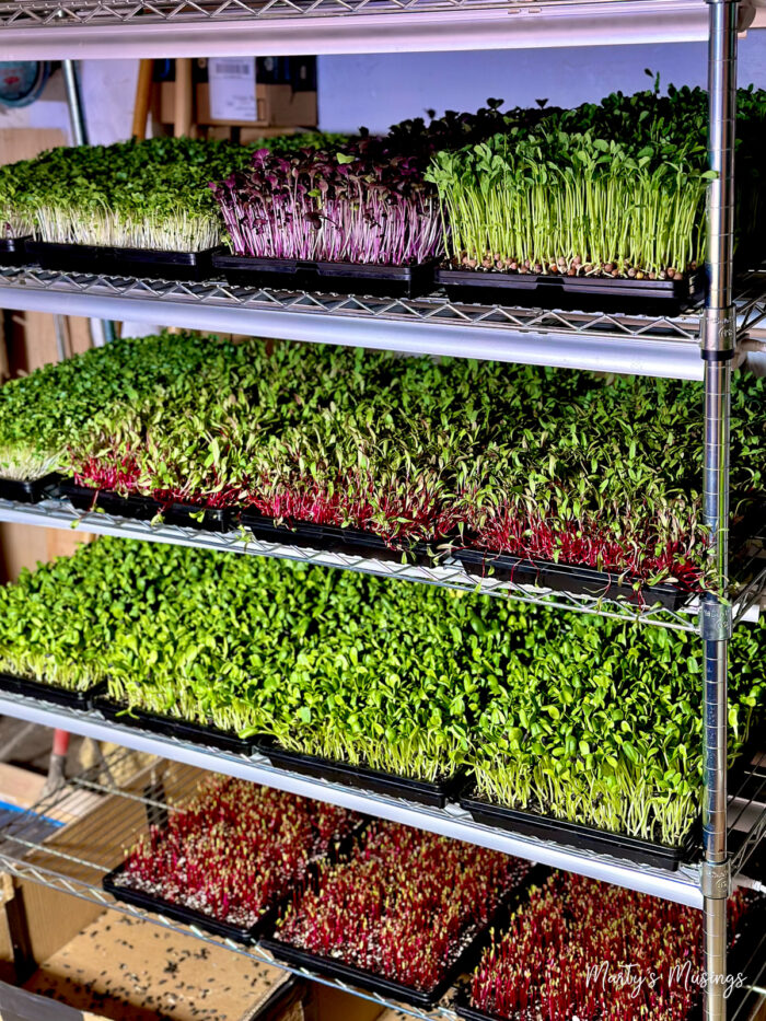 Trays of micro greens on rack