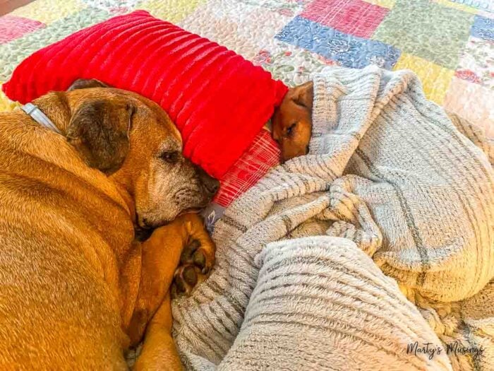 Dachsund and Boxer cuddled up on bed. Learn how to repair dog and cat scratches in your home!